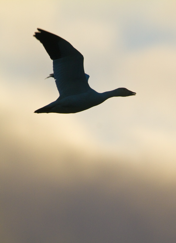 Snow Goose In Flight